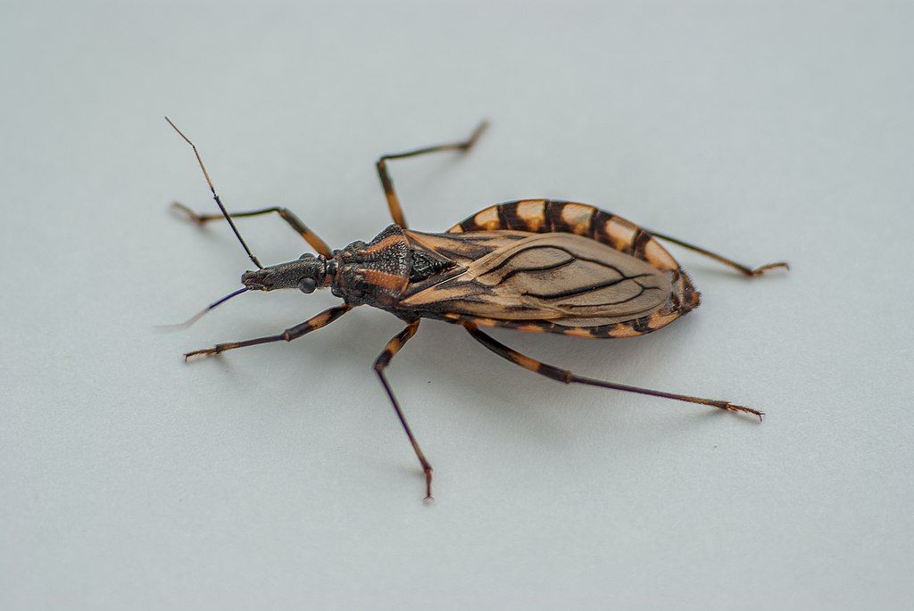 World Chagas Disease Day: Know More About The Parasitic Infection ...