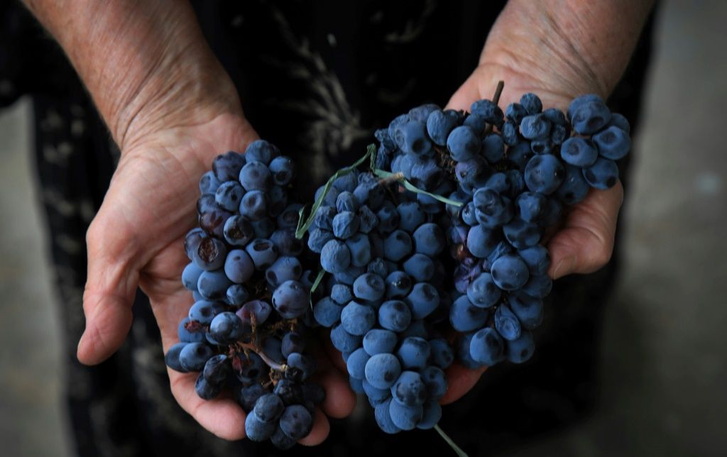 3 Servings Of Grapes A Day Increase Gut Bacteria, Boost Metabolic Function, Study Finds