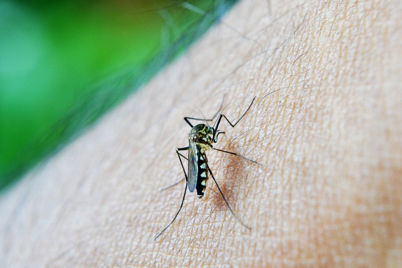 Jamestown Canyon Virus Detected In Michigan; How To Protect Yourself Against Bites