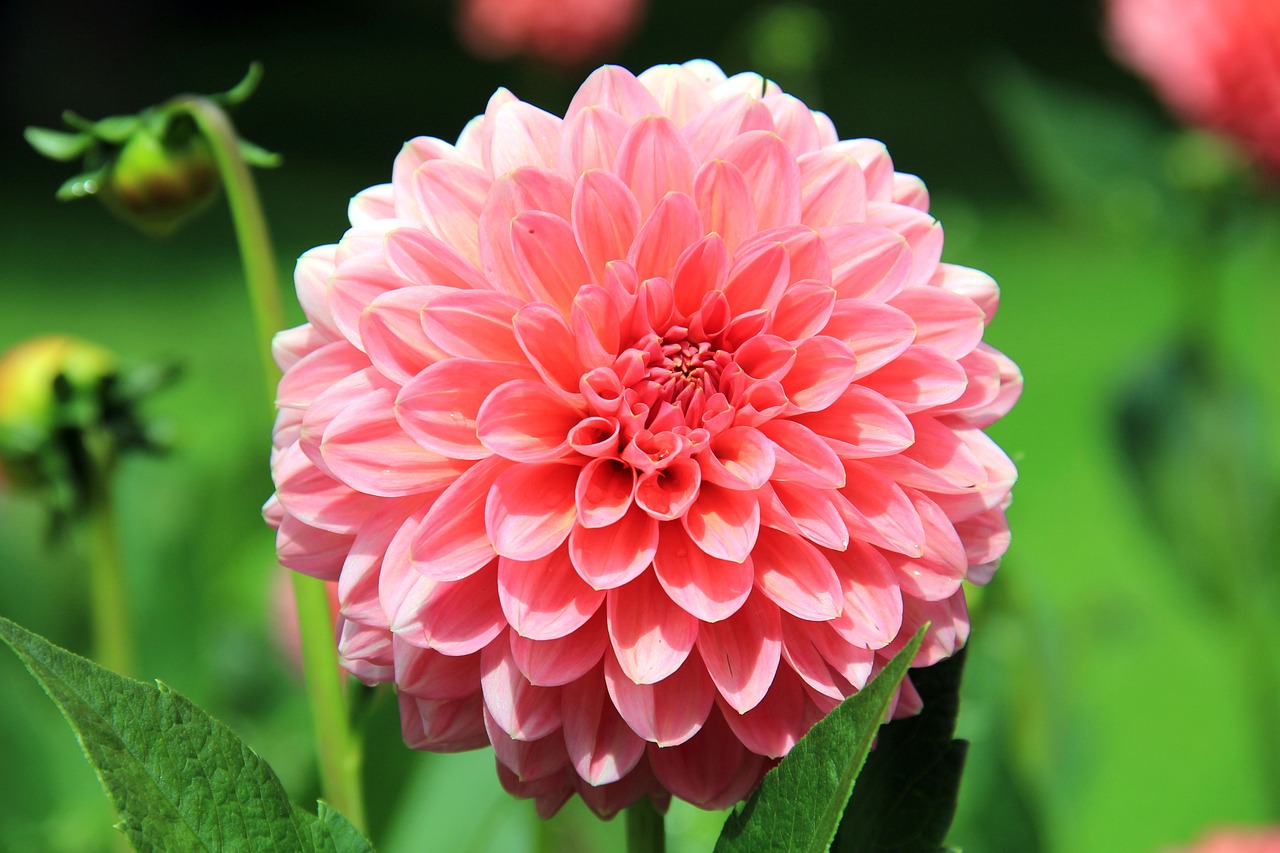 Dahlia Flower For Fighting Diabetes? Study Says Petal Extract Helps In Blood Sugar Control