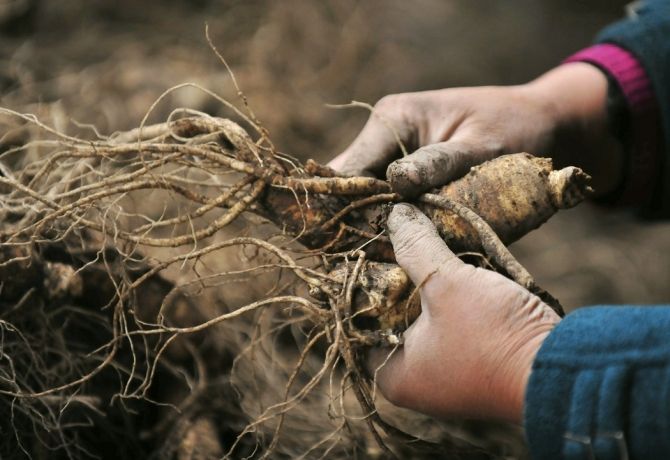 Il ginseng rosso coreano mostra risultati promettenti nell'alleviare gli effetti della dipendenza da alcol: studio