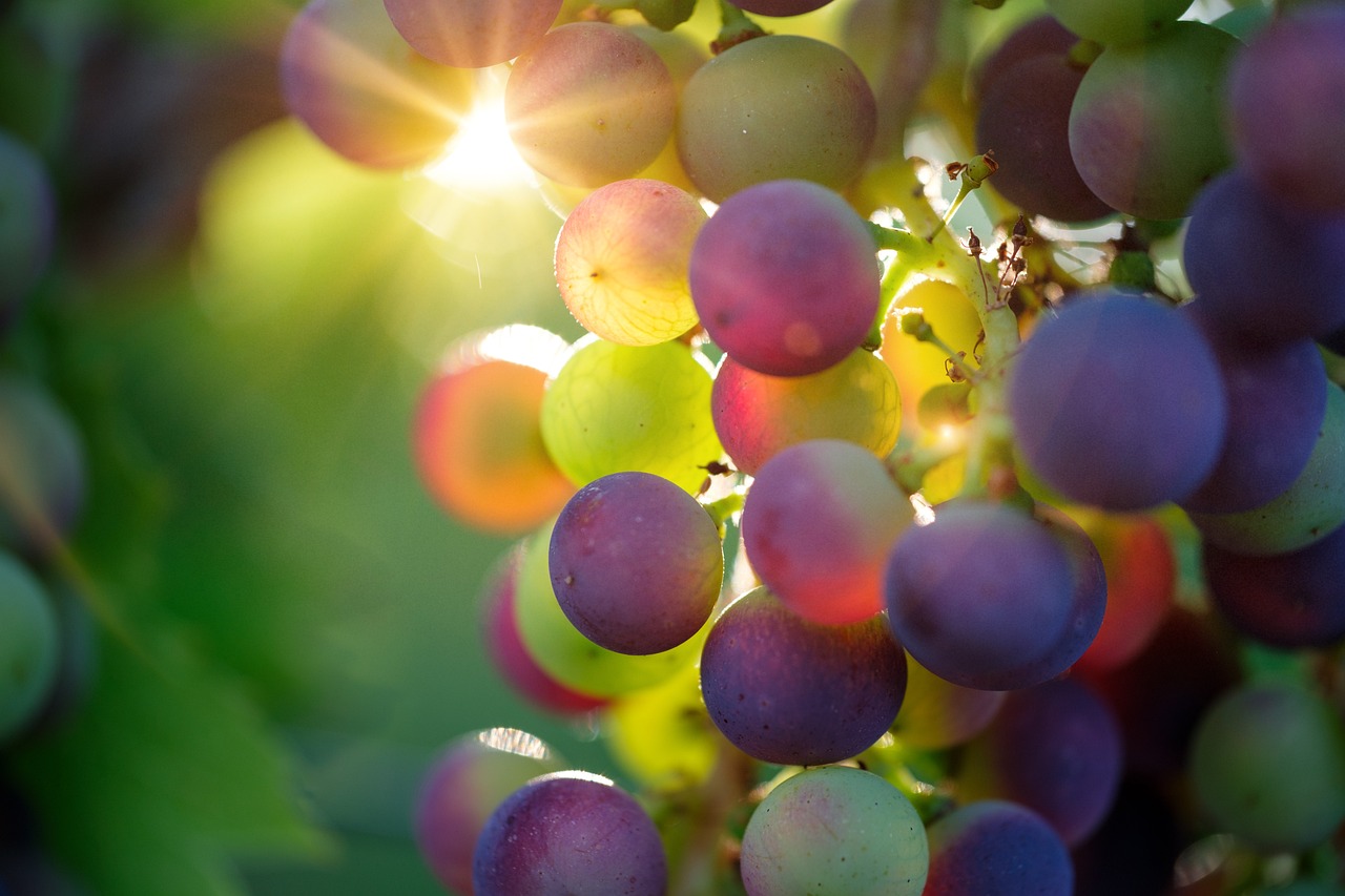 Grapes For Eye Health: Study Says Regular Consumption Can Improve Macular Degeneration In Older Adults