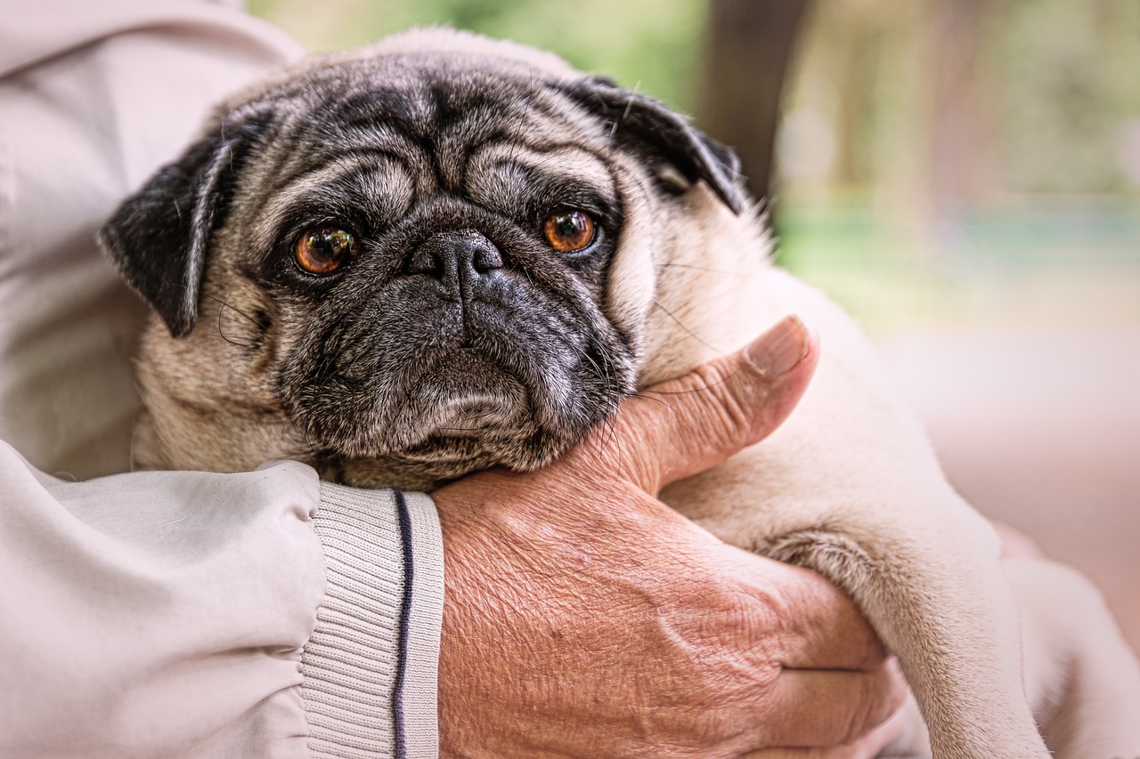 Owning A Pet Could Slow Cognitive Decline In Older Adults Living Alone: Study