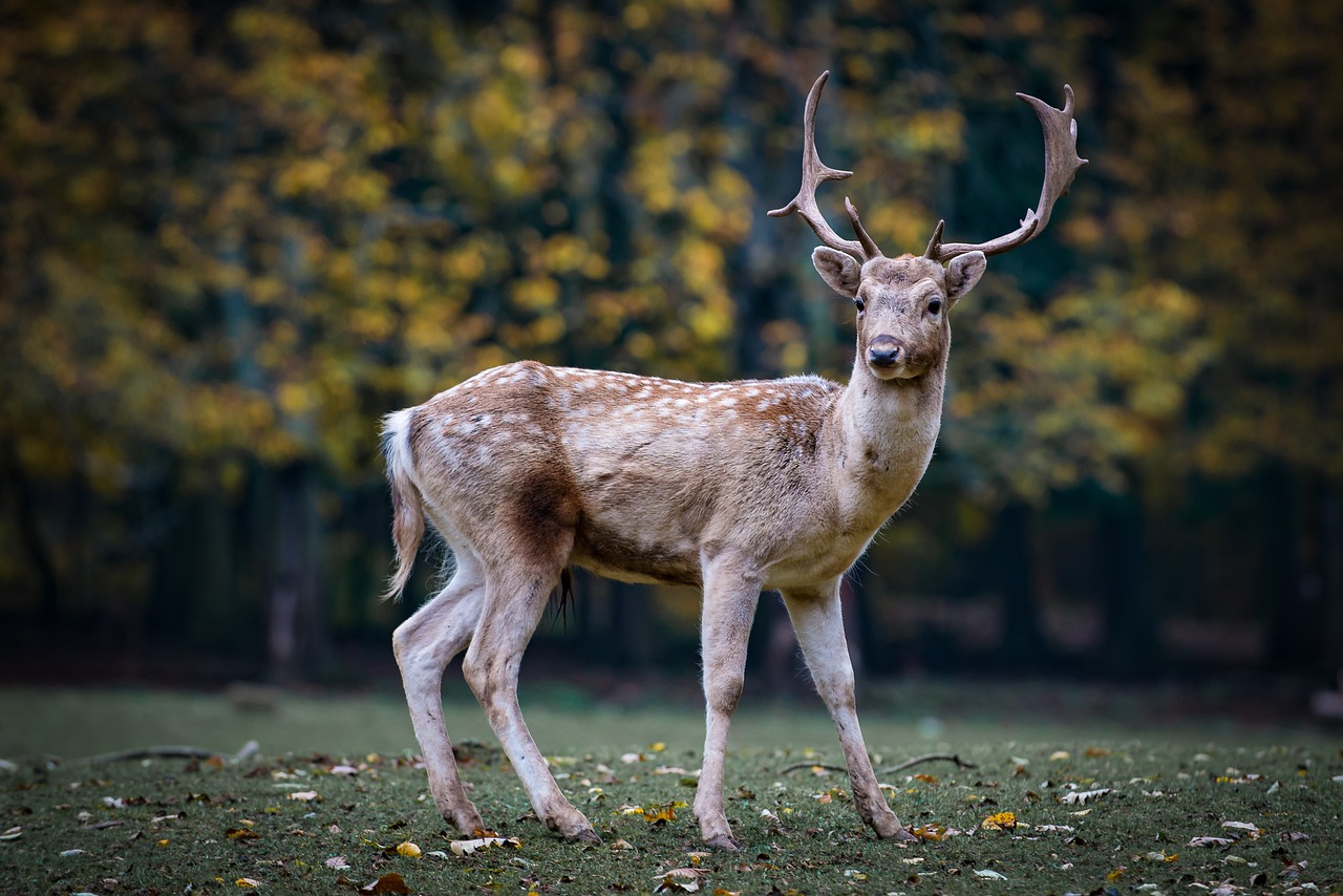 Zombie Deer Disease: Know All About The Fatal Infection As Scientists Fear It May Jump To Humans